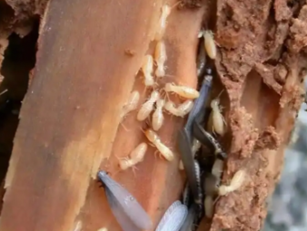 德格白蚁防治公司分享地下室防潮防虫一体化治理，解决地下空间白蚁顽疾